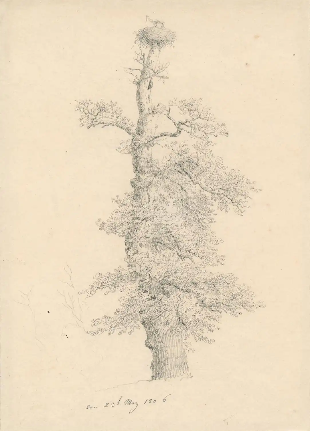 Drawing by Caspar David Friedrich with the title “Old Oak with Stork’s Nest,” which dates from 1806.
